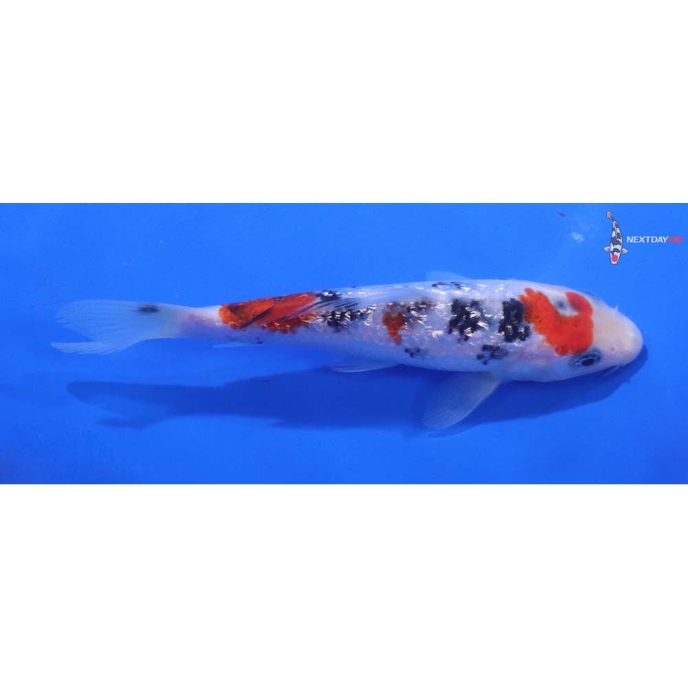5” Imported Gin Rin Sanke