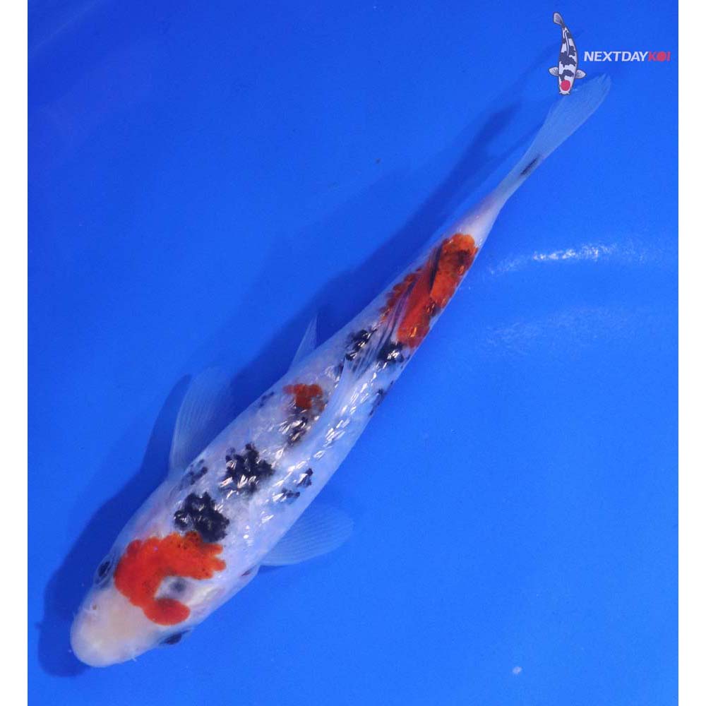 5” Imported Gin Rin Sanke