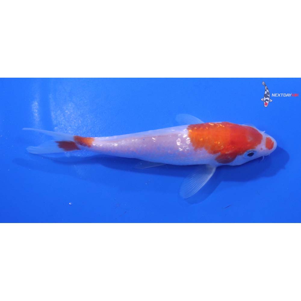 5” Imported Gin Rin Kohaku