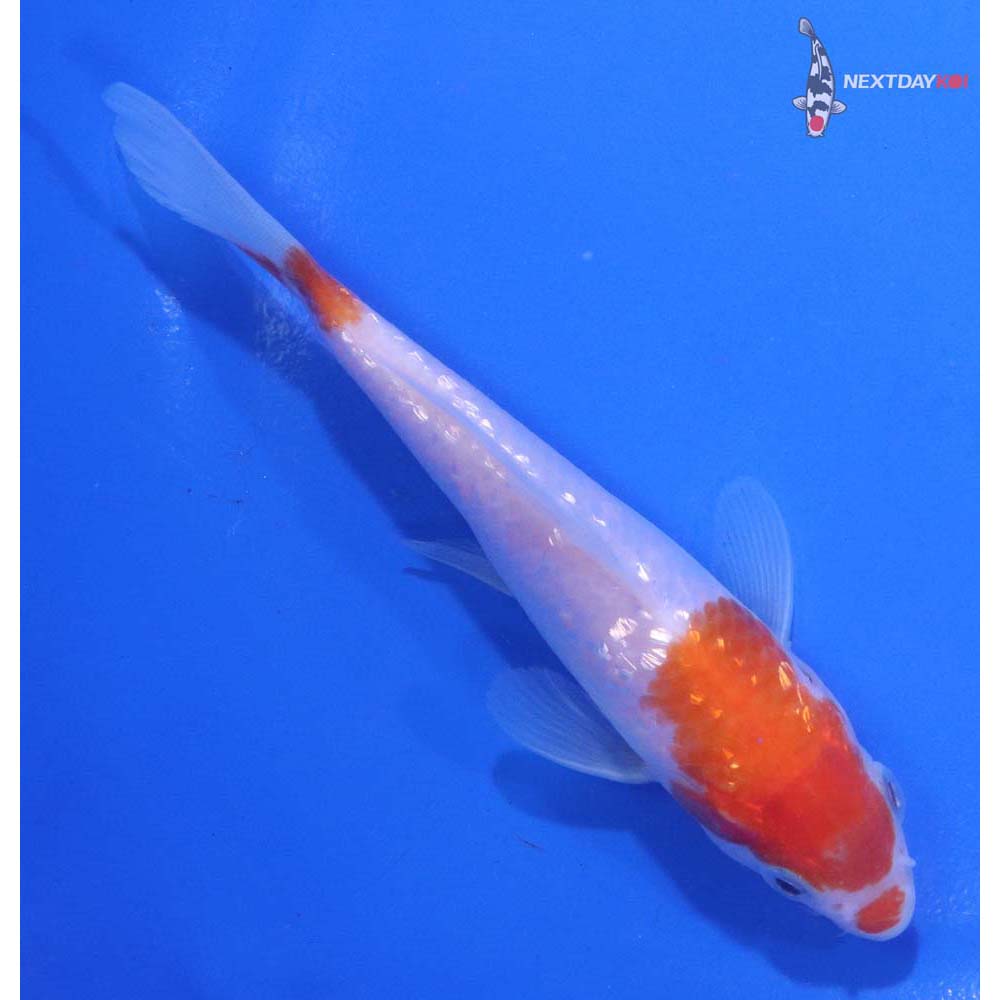 5” Imported Gin Rin Kohaku