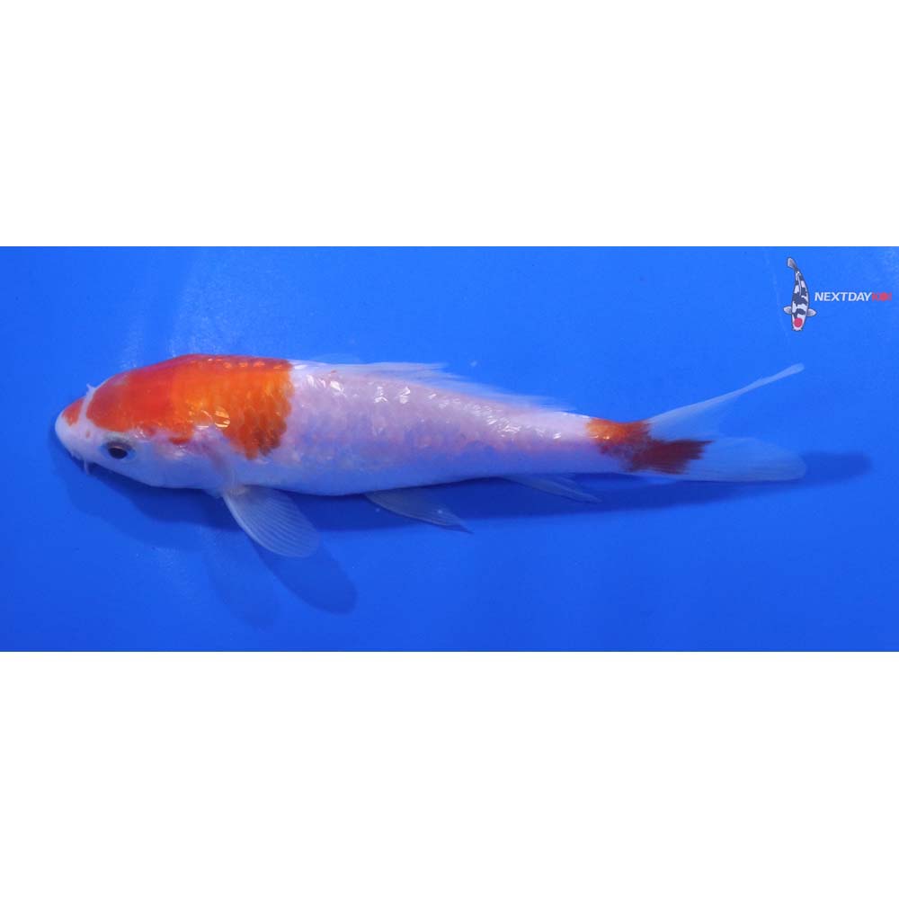 5” Imported Gin Rin Kohaku