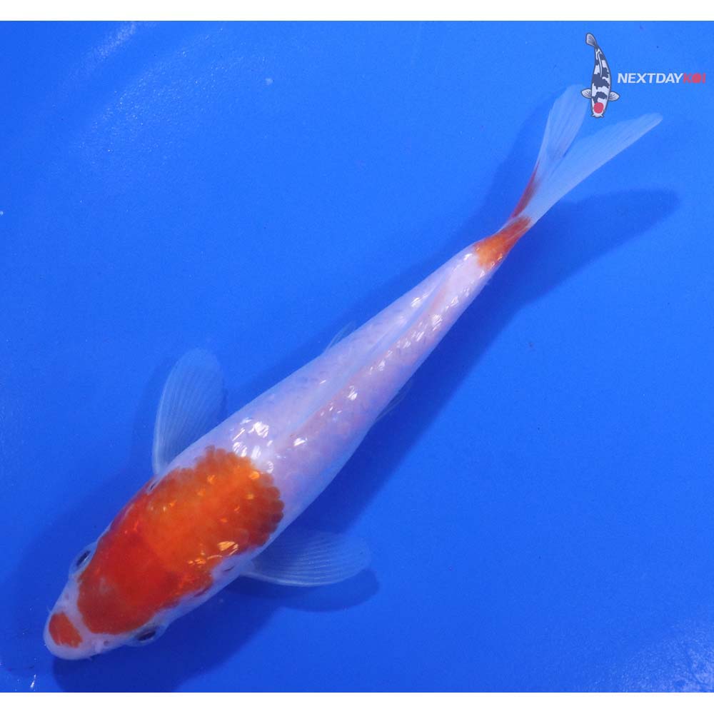 5” Imported Gin Rin Kohaku