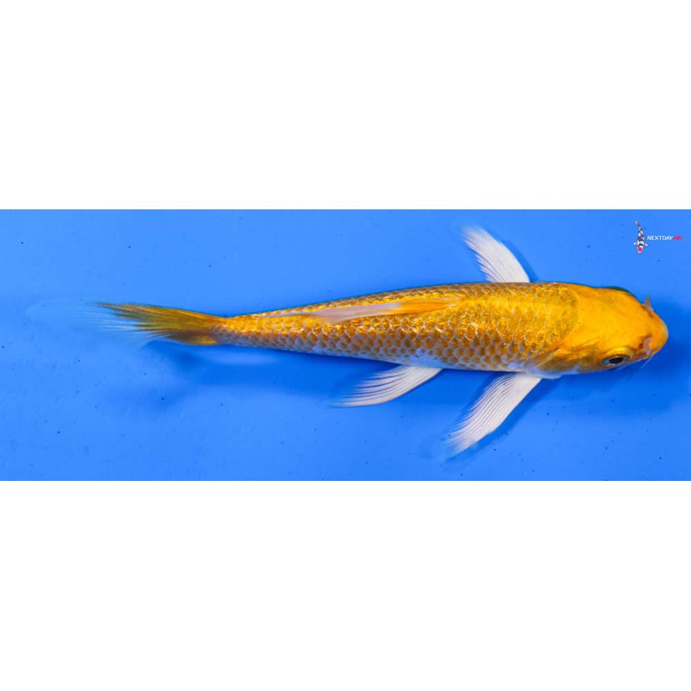 4.5” Imported Gin Rin Hariwake Butterfly Koi