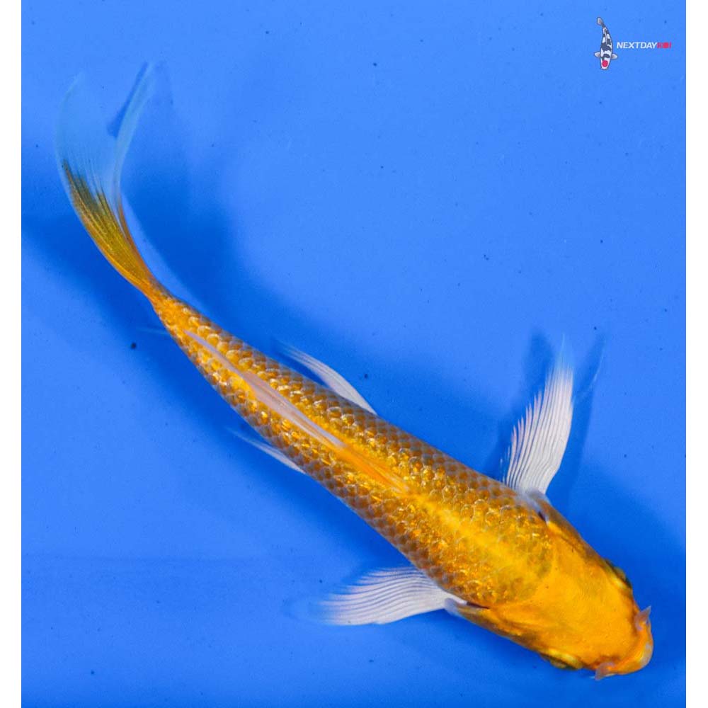 4.5” Imported Gin Rin Hariwake Butterfly Koi