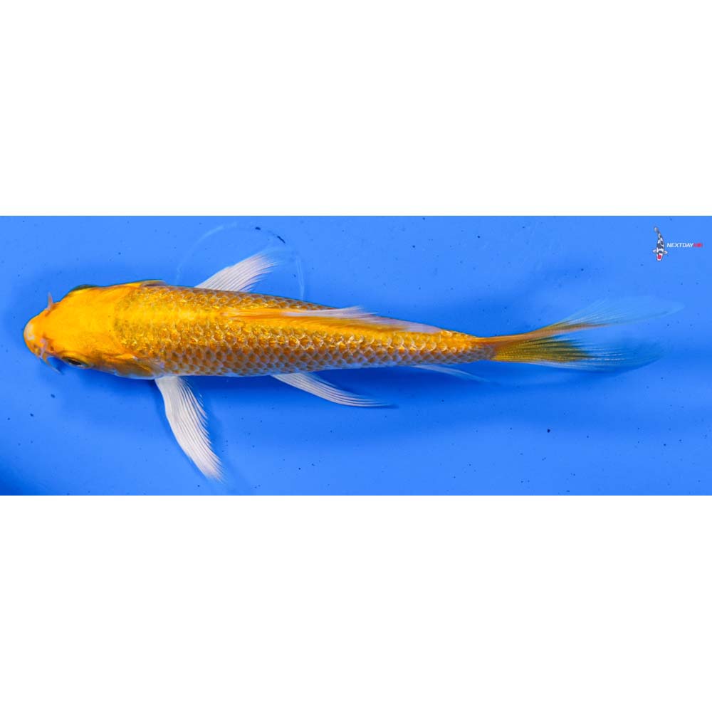 4.5” Imported Gin Rin Hariwake Butterfly Koi