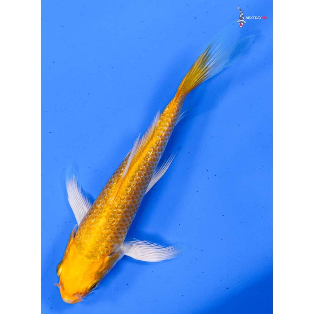 4.5” Imported Gin Rin Hariwake Butterfly Koi