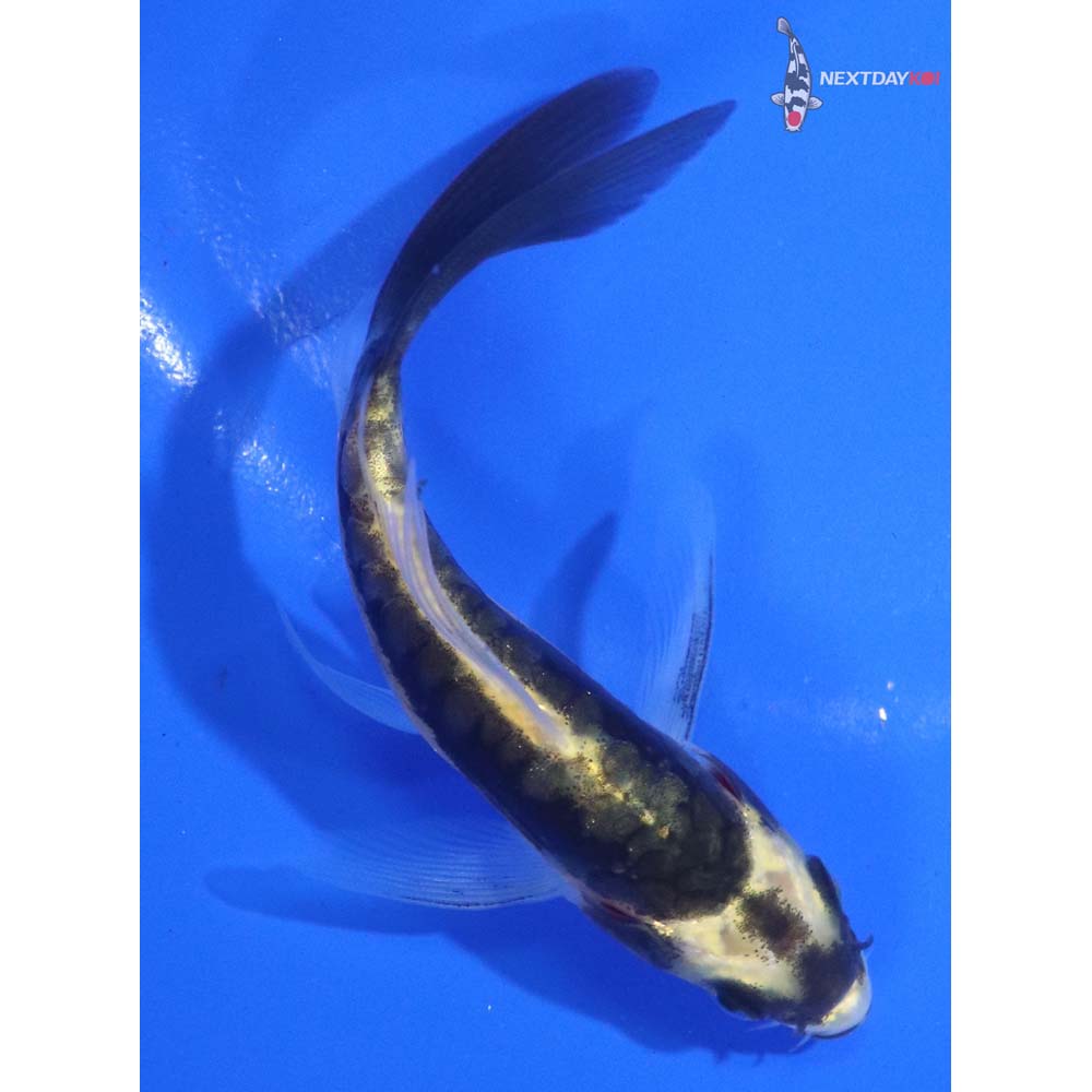 4.5” Imported Kin Kikokuryu Butterfly Koi