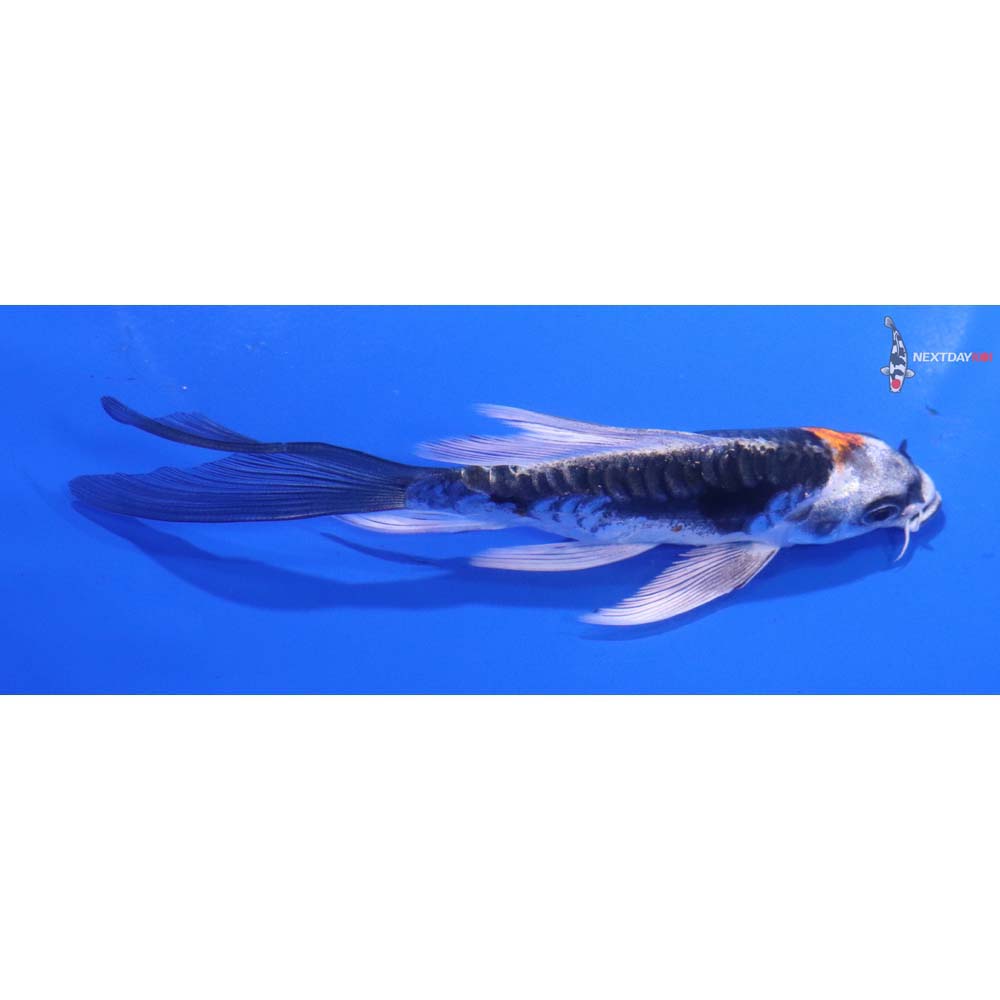 5” Imported Kin Kikokuryu Butterfly Koi