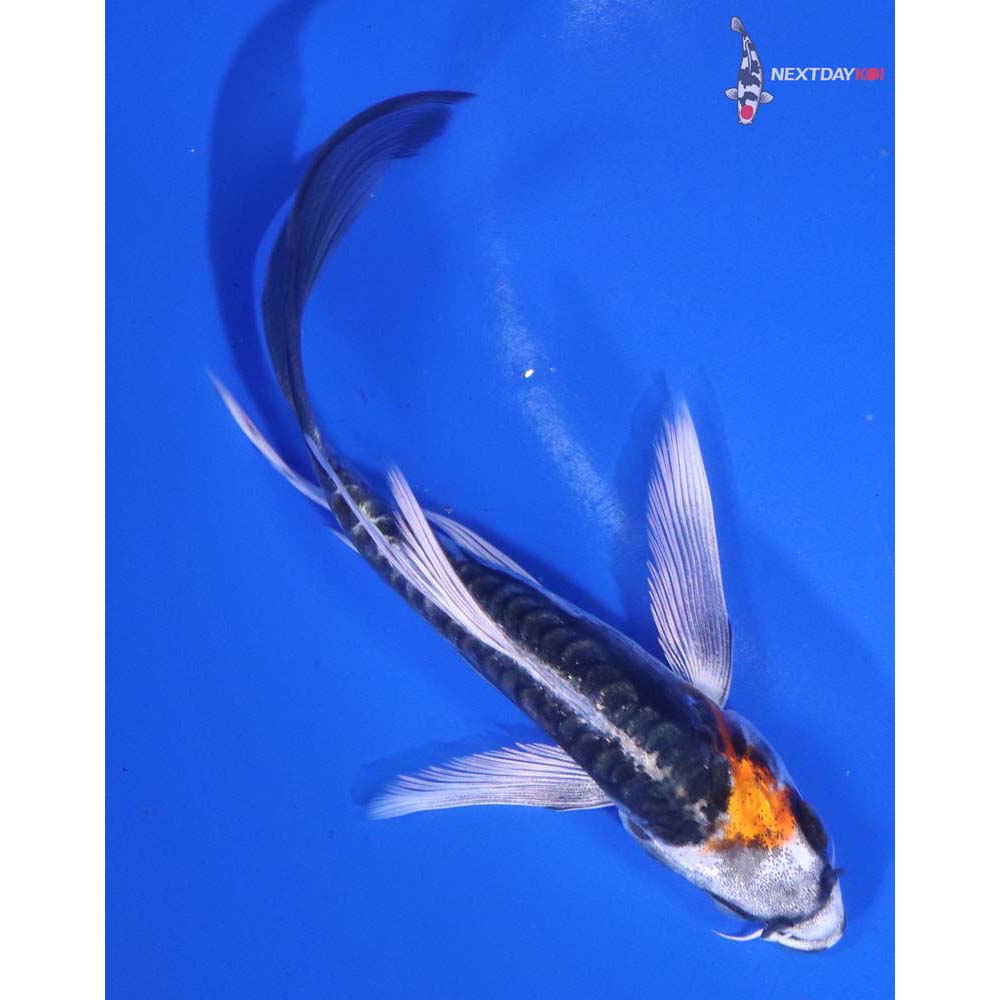 5” Imported Kin Kikokuryu Butterfly Koi