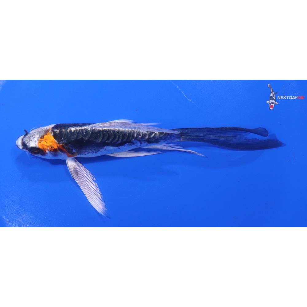 5” Imported Kin Kikokuryu Butterfly Koi
