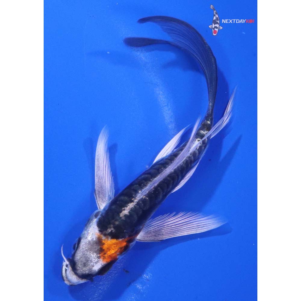 5” Imported Kin Kikokuryu Butterfly Koi