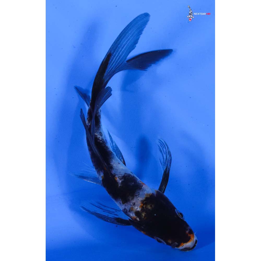 4.5” Imported Showa Butterfly Koi