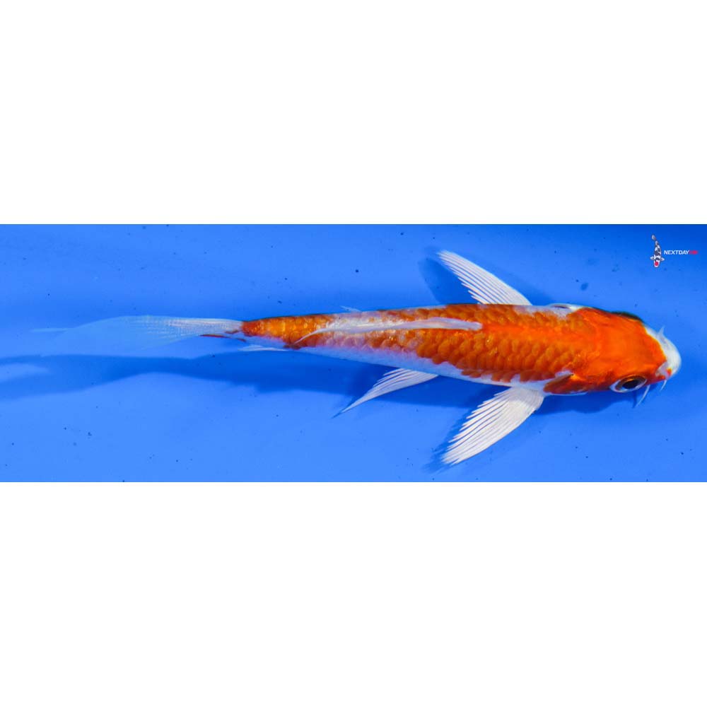 4” Imported Hariwake Butterfly Koi