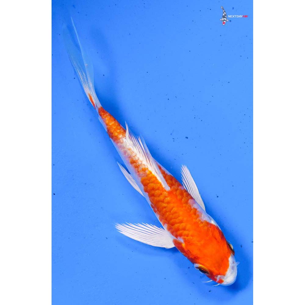 4” Imported Hariwake Butterfly Koi