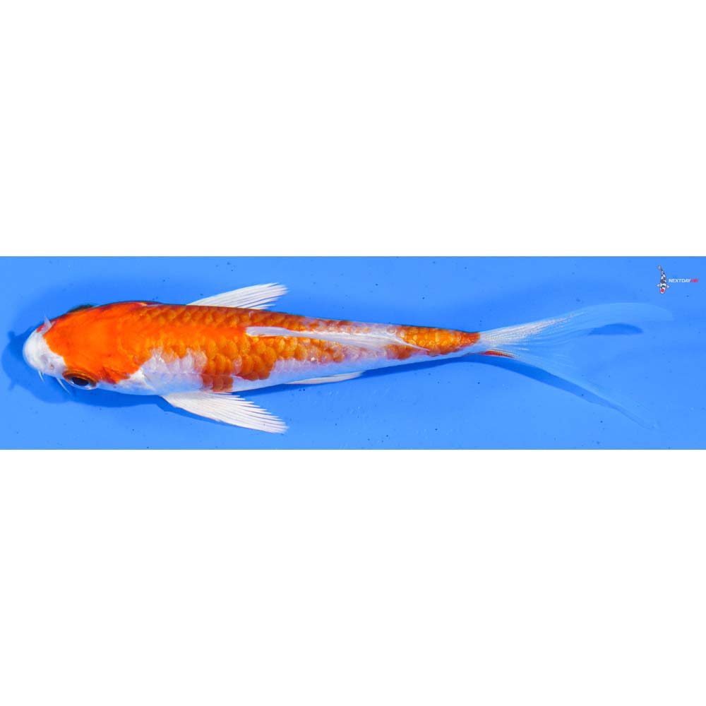 4” Imported Hariwake Butterfly Koi