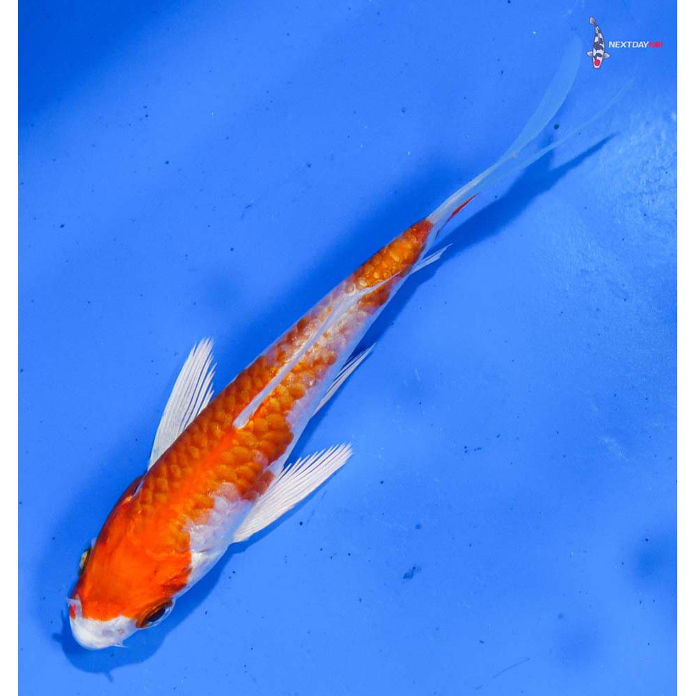 4” Imported Hariwake Butterfly Koi