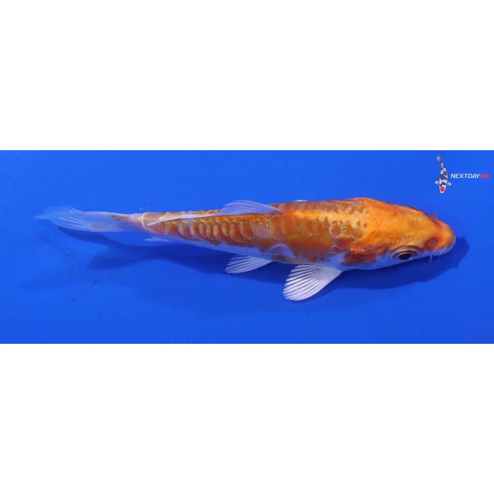 3” Imported Kikusui