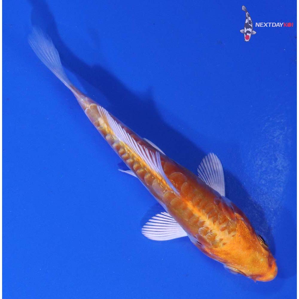 3” Imported Kikusui