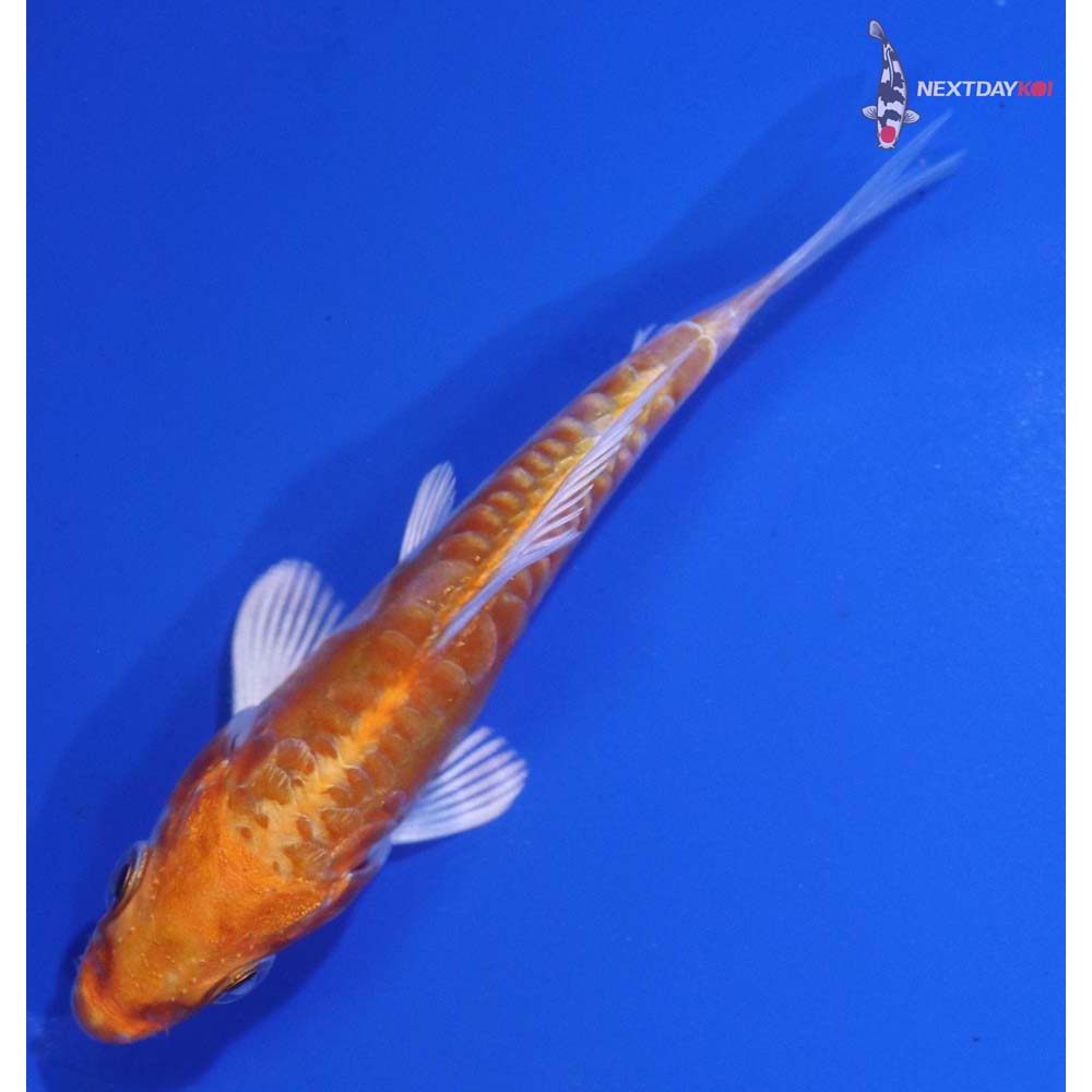 3” Imported Kikusui