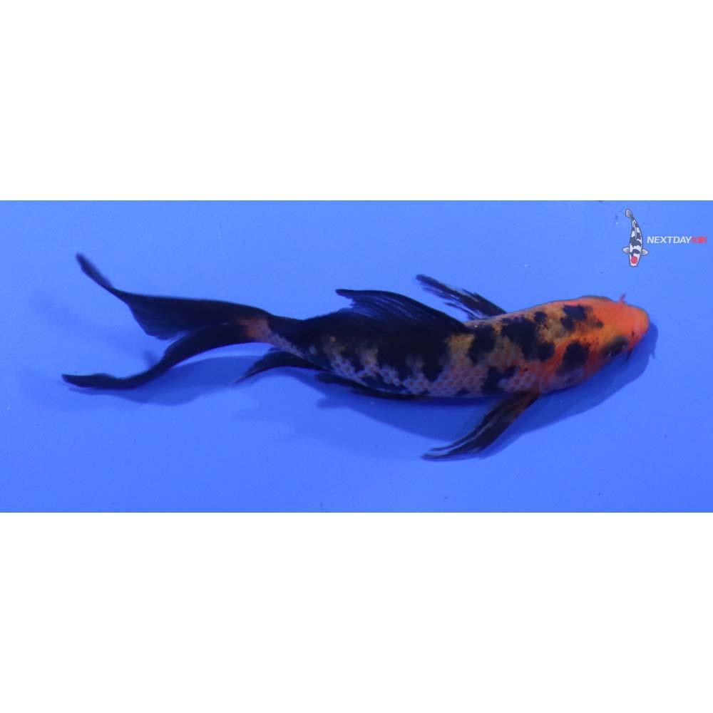 3.5” Imported Aka Bekko Butterfly Koi