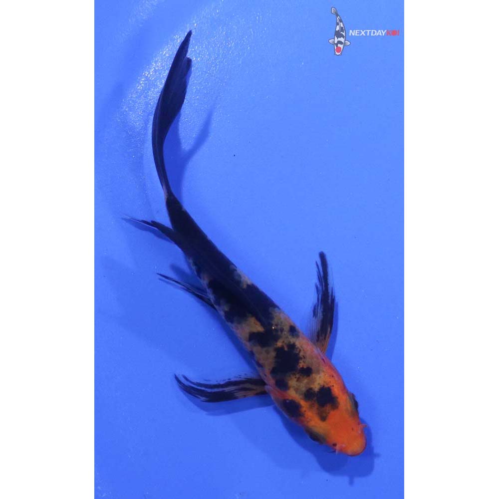 3.5” Imported Aka Bekko Butterfly Koi
