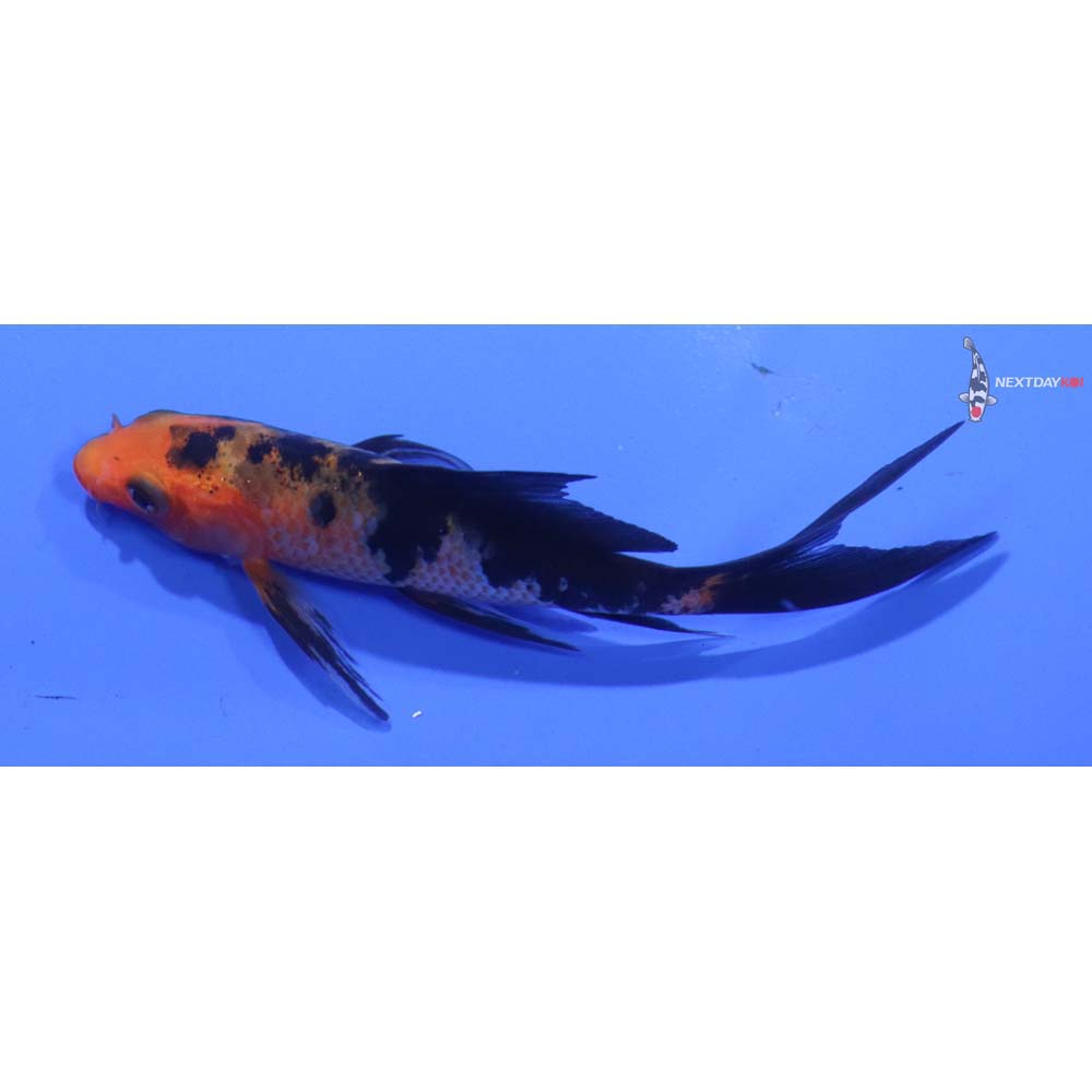 3.5” Imported Aka Bekko Butterfly Koi