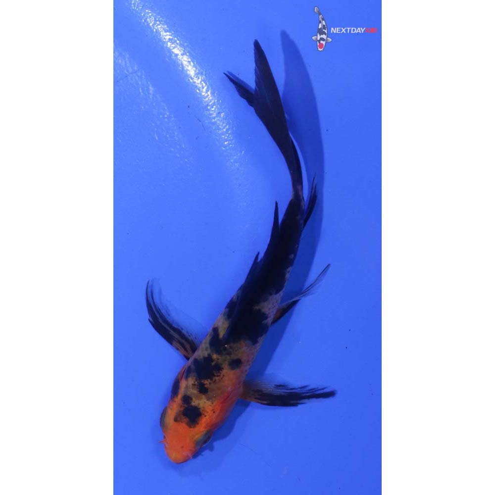 3.5” Imported Aka Bekko Butterfly Koi