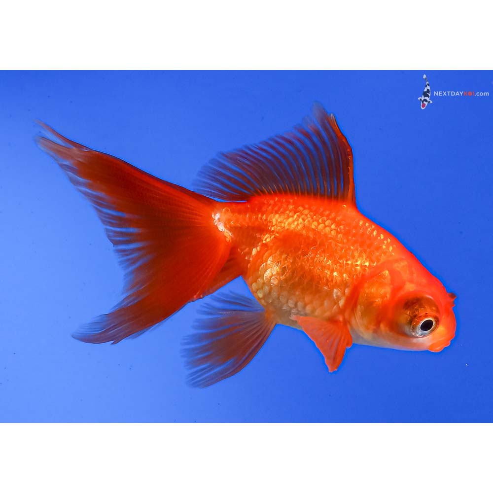 3.5” Imported Red Telescope Fantail