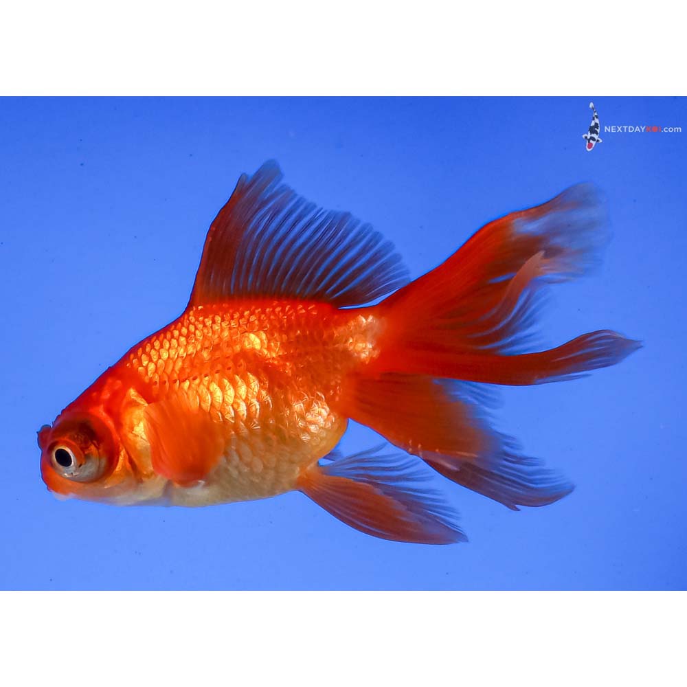 3.5” Imported Red Telescope Fantail