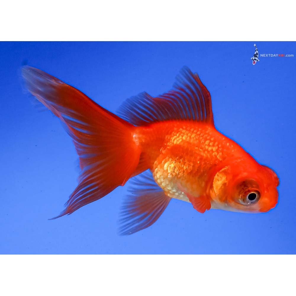 3.5” Imported Red Telescope Fantail