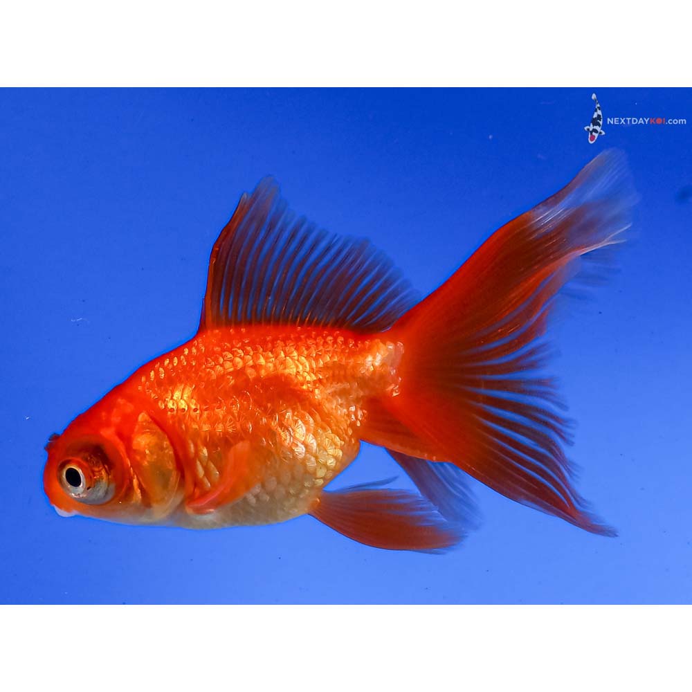 3.5” Imported Red Telescope Fantail