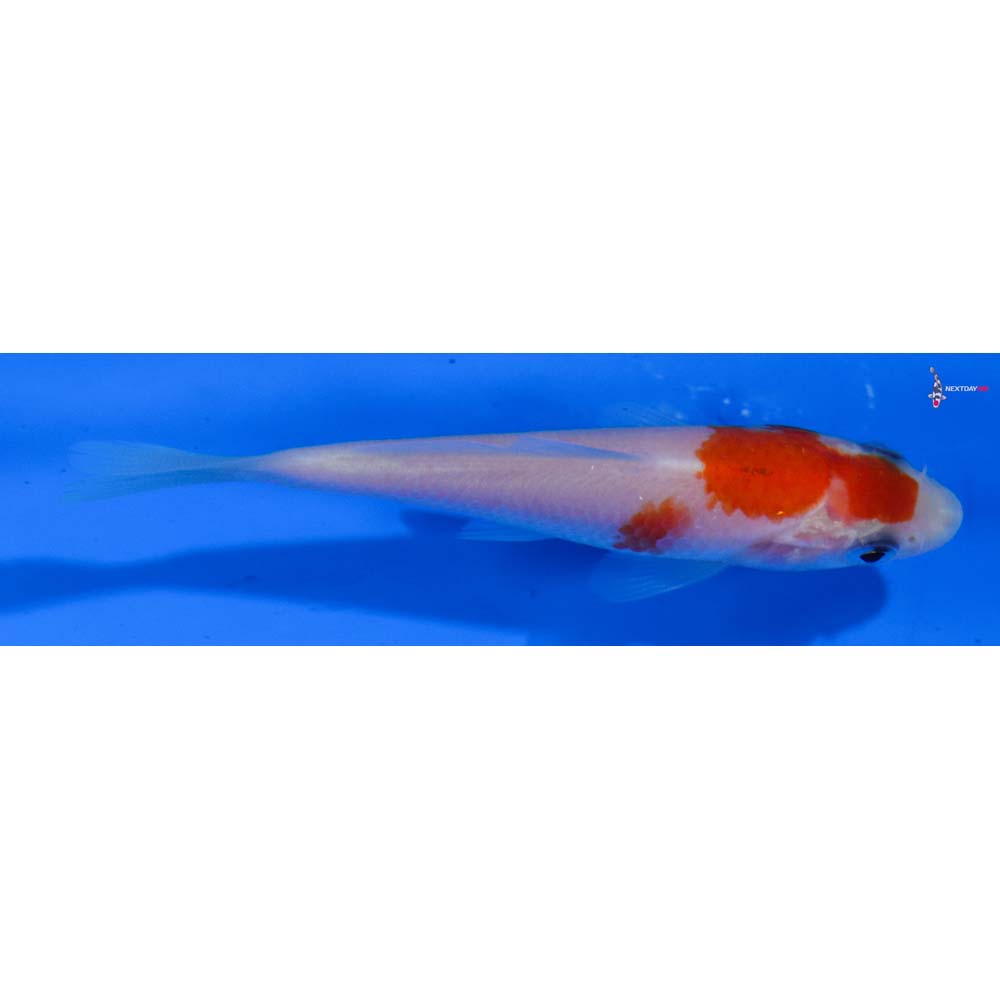 3” Imported Kohaku