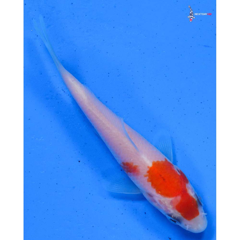 3” Imported Kohaku