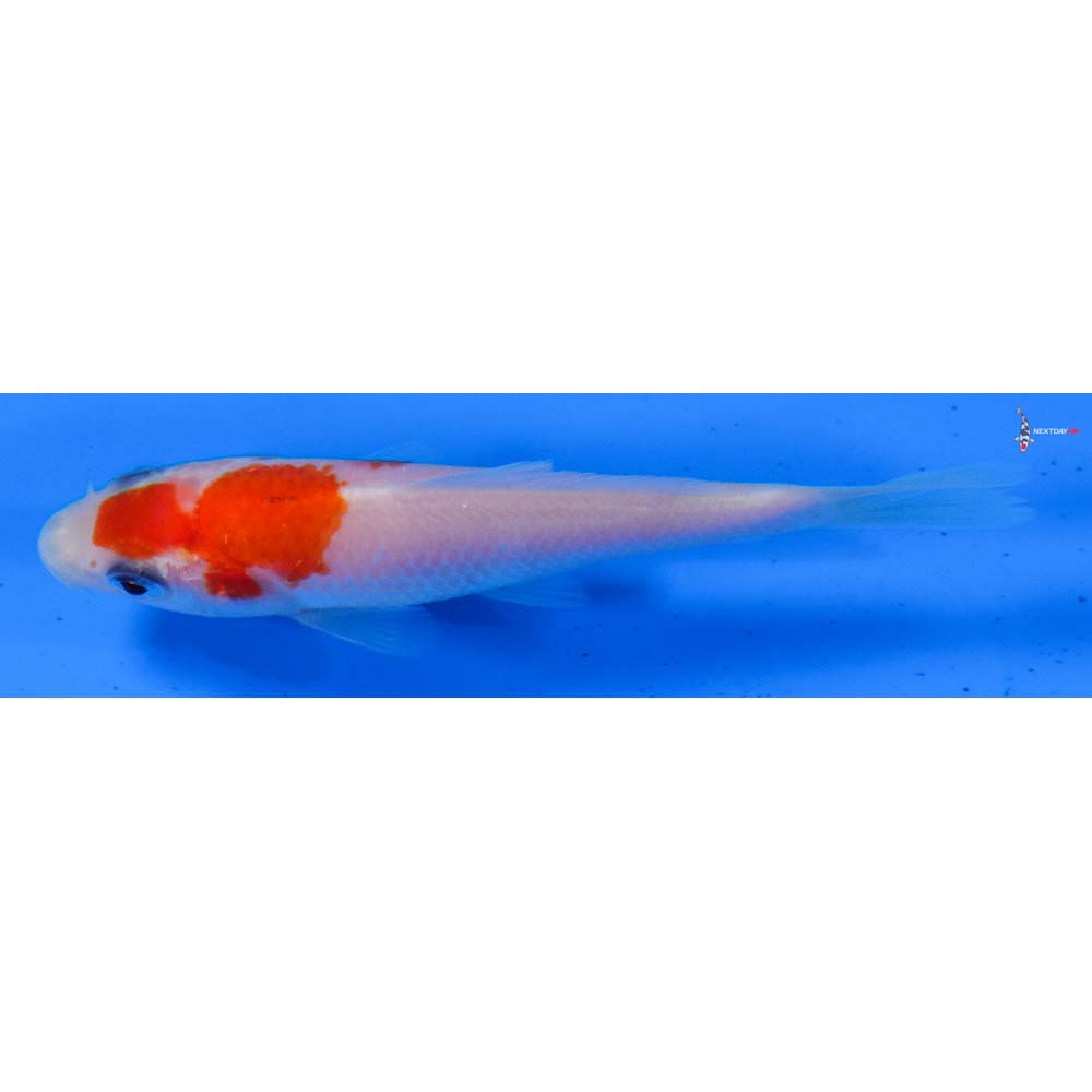 3” Imported Kohaku