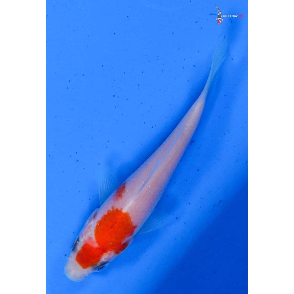 3” Imported Kohaku