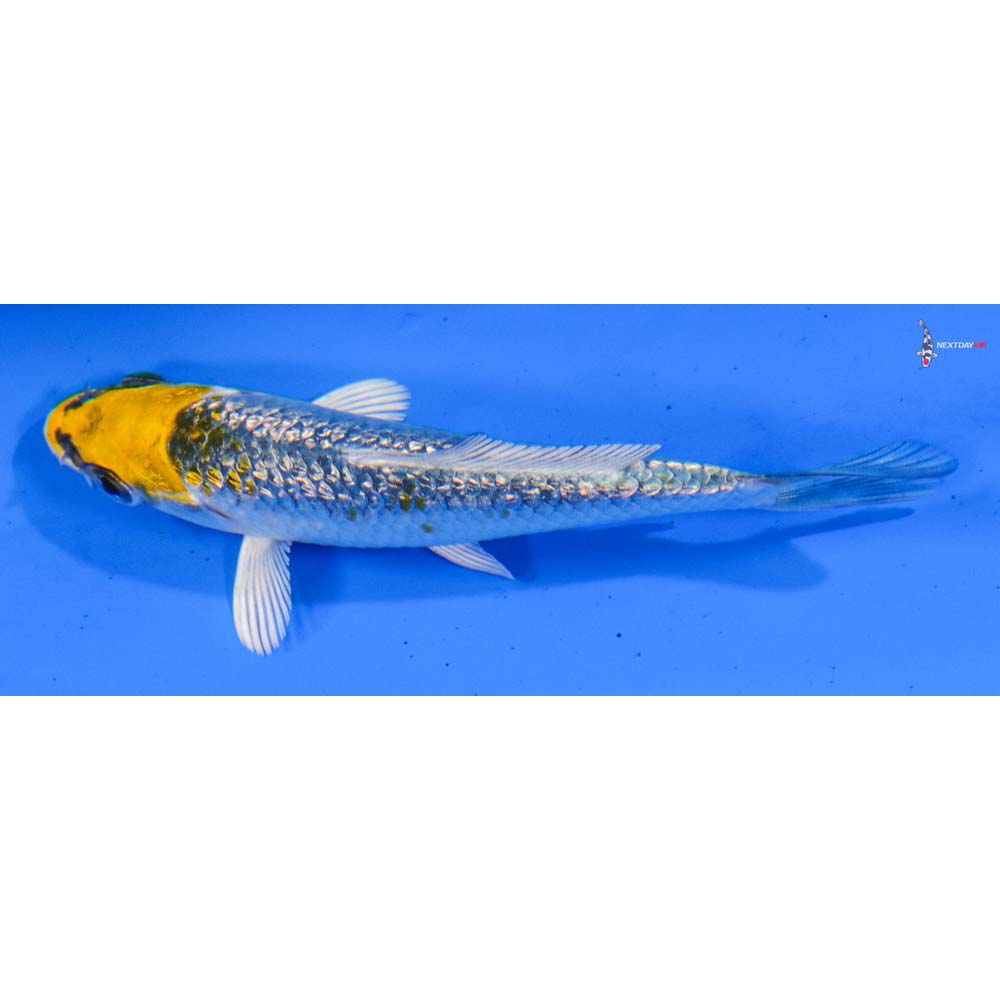 3” Imported Gin Rin Kujaku