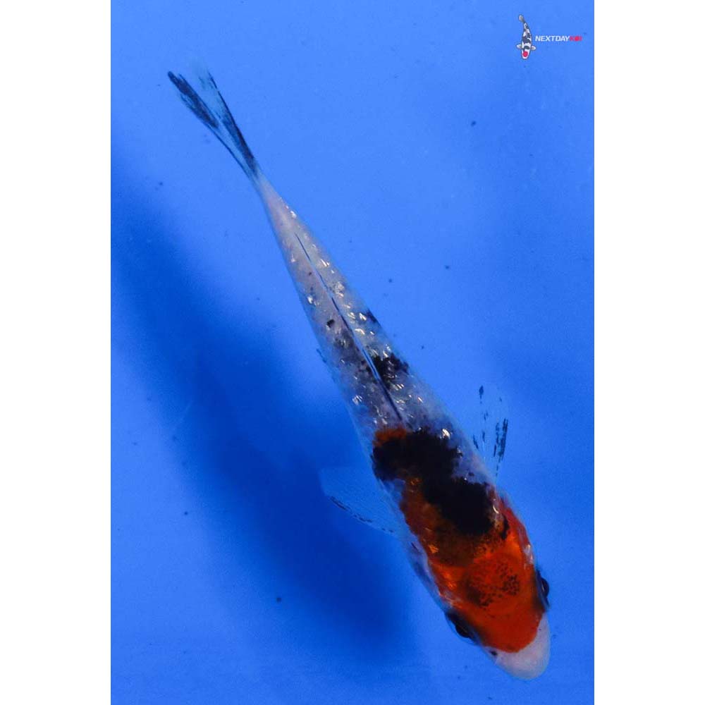 3” Imported Gin Rin Sanke