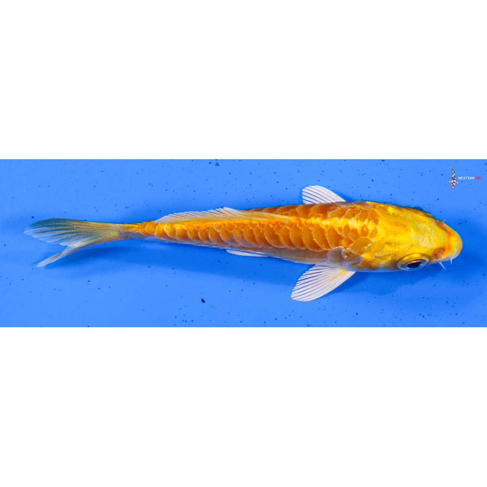3.5” Imported Doitsu Yamabuki Ogon