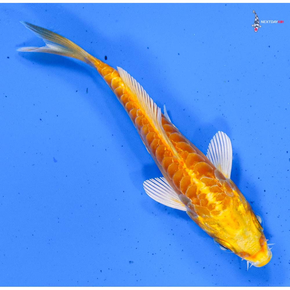 3.5” Imported Doitsu Yamabuki Ogon