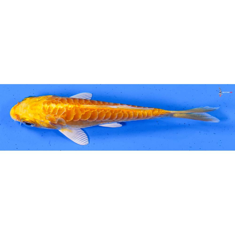 3.5” Imported Doitsu Yamabuki Ogon