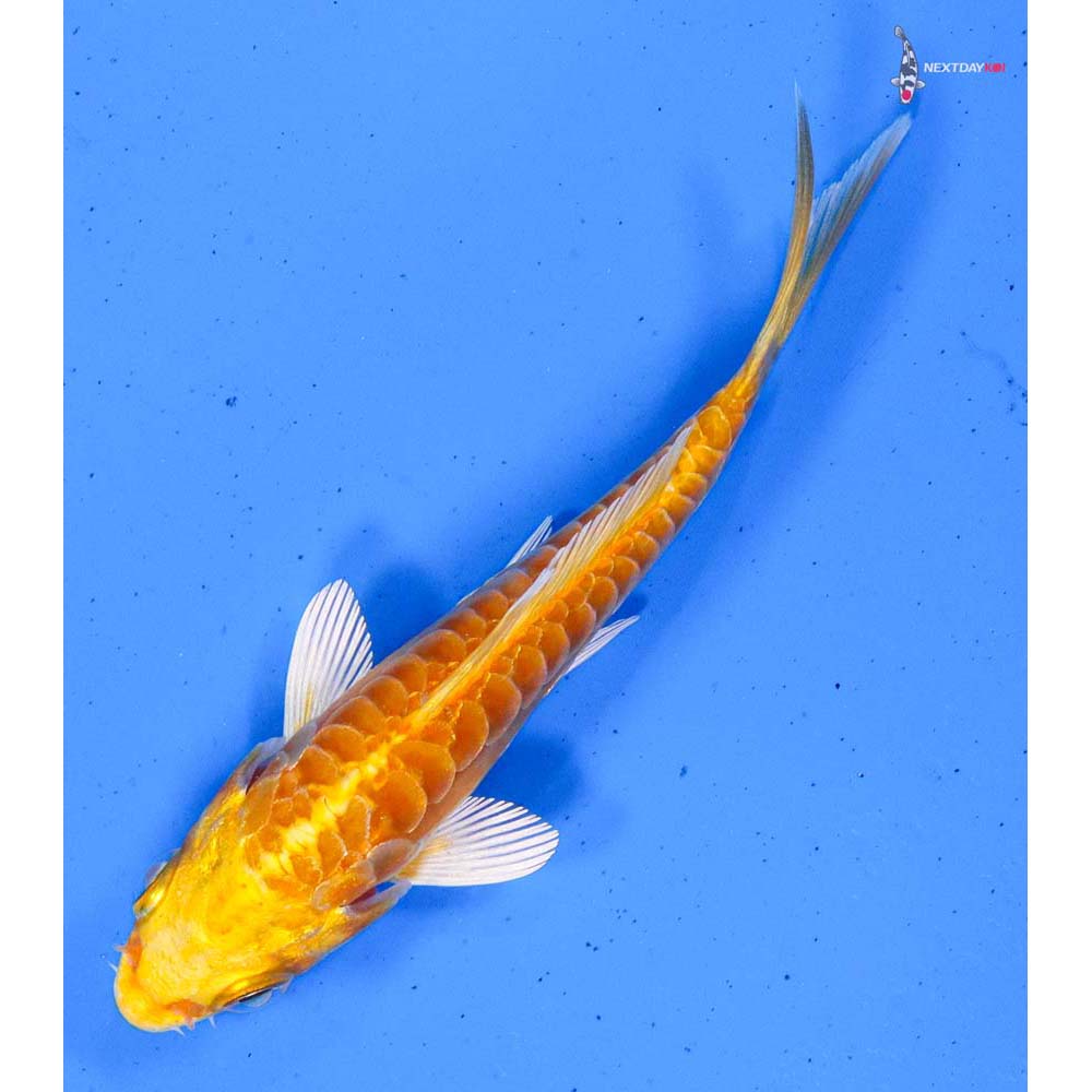3.5” Imported Doitsu Yamabuki Ogon