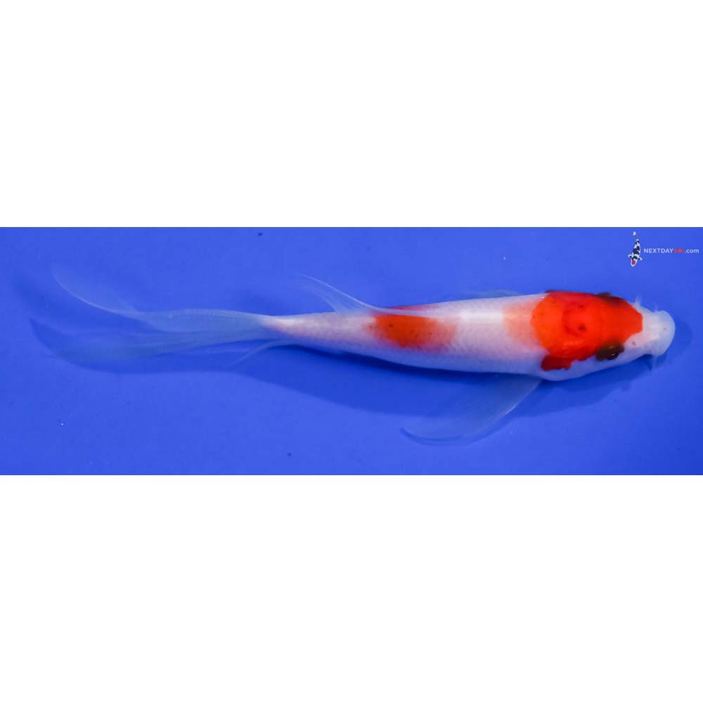 4” Imported Kohaku Butterfly Koi
