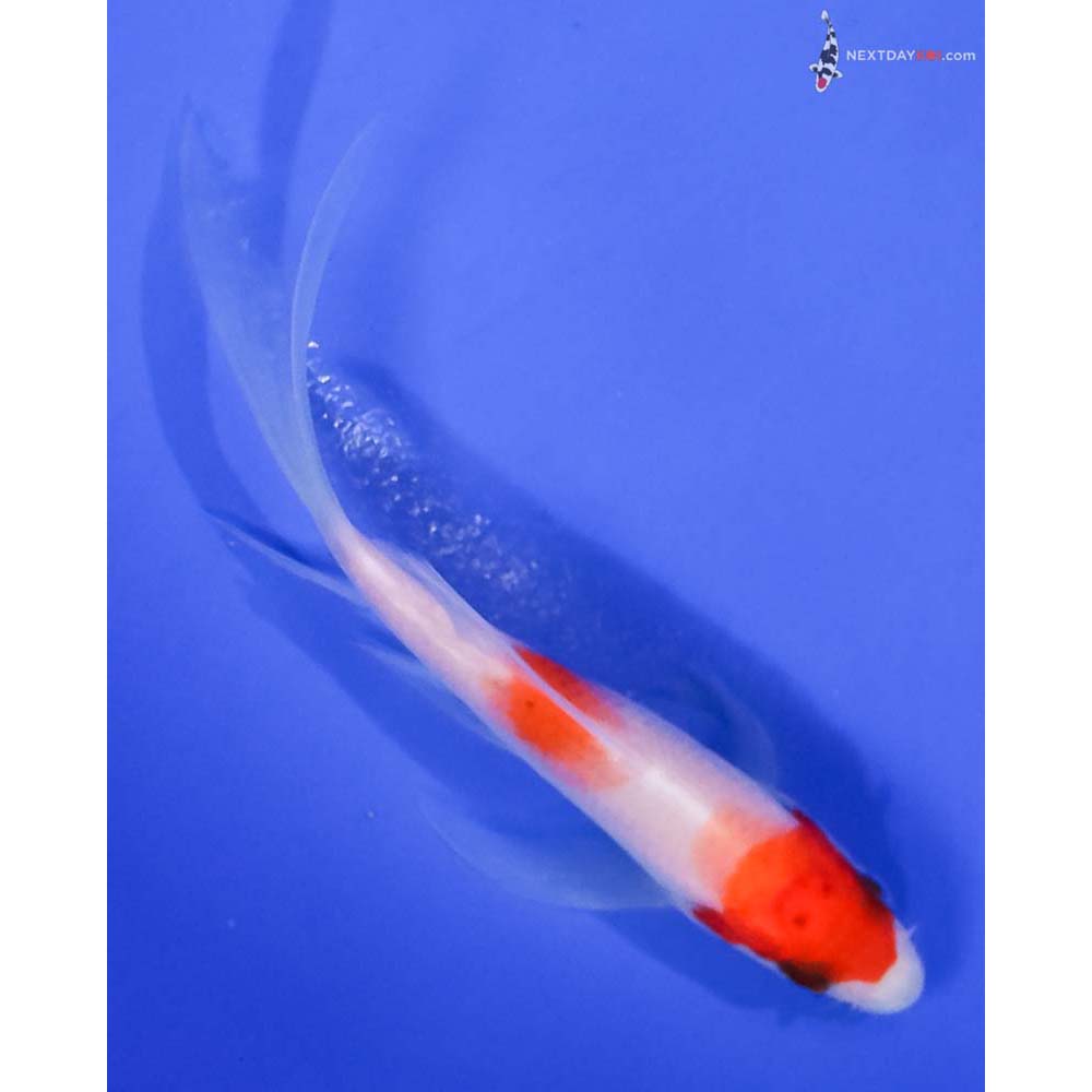 4” Imported Kohaku Butterfly Koi