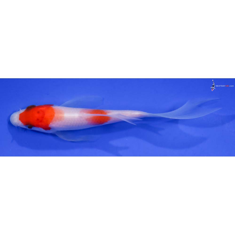4” Imported Kohaku Butterfly Koi