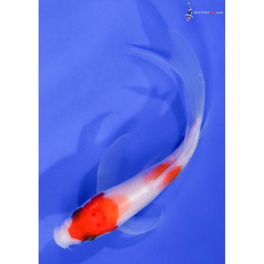 4” Imported Kohaku Butterfly Koi
