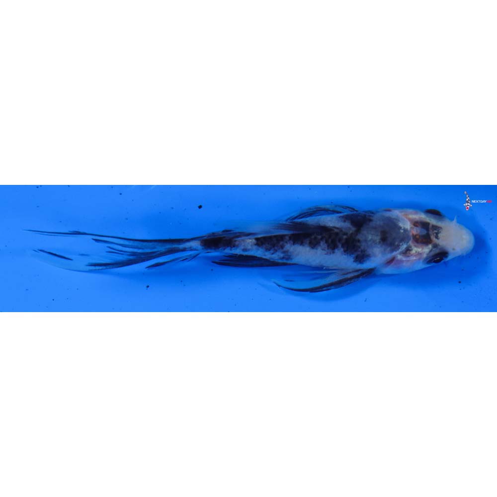 3.5” Imported Sanke Butterfly Koi