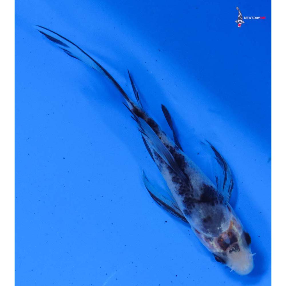 3.5” Imported Sanke Butterfly Koi