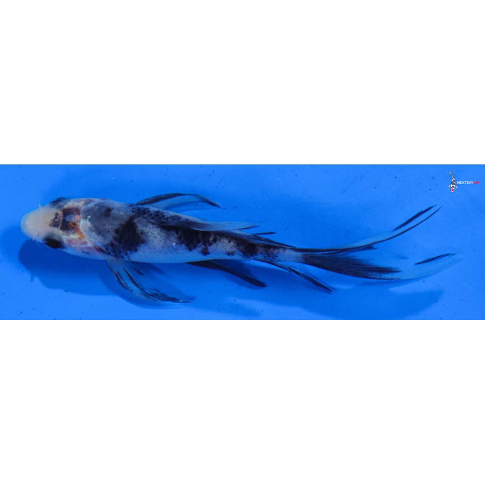 3.5” Imported Sanke Butterfly Koi