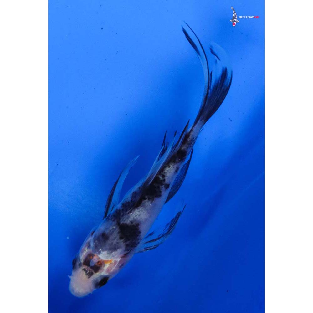 3.5” Imported Sanke Butterfly Koi