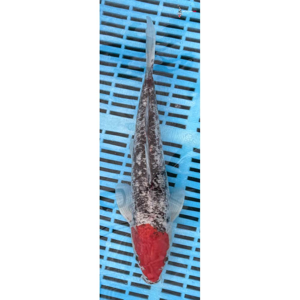 12-14” Imported Goshiki